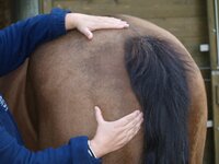 Hloubkové masáže koní v souladu s energetickými drahami koně