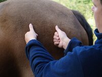 Hloubkové masáže koní v souladu s energetickými drahami koně