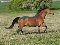 Hloubkové masáže koní v souladu s energetickými drahami koně