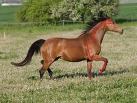 Hloubkové masáže koní v souladu s energetickými drahami koně